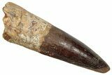 Bargain, Fossil Spinosaurus Tooth - Real Dinosaur Tooth #345420-1